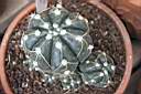 GYMNOCALYCIUM DENUDATUM.jpg